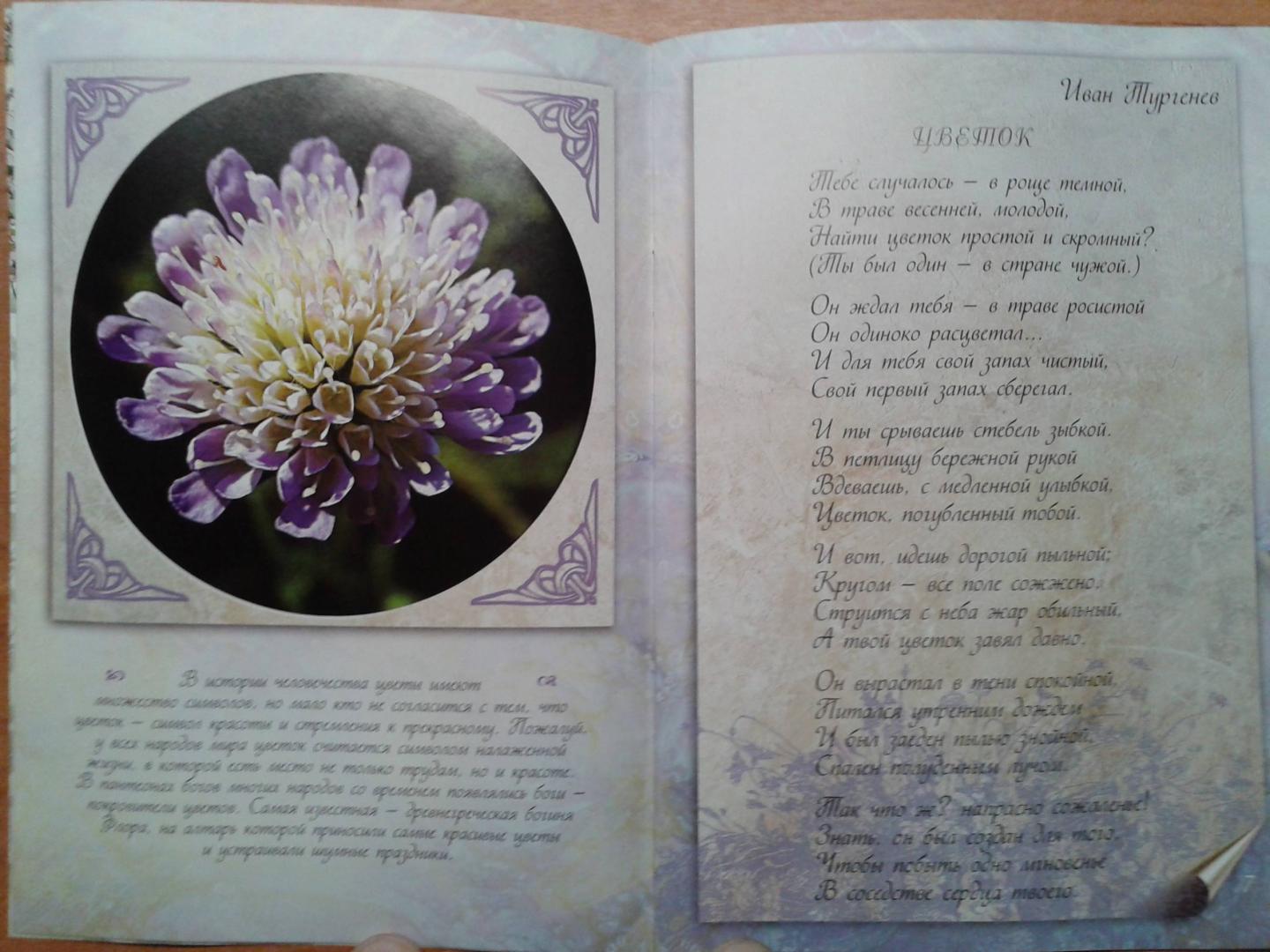 Иллюстрация 8 из 22 для Цветы к празднику | Лабиринт - книги. Источник: Старостин  Евгений