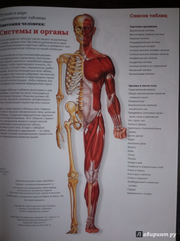 Анатомия человека 1. Скелет человека анатомия с органами. Атлас по анатомии скелет человека. Анатомия человека атлас внутренних органов. Анатомический атлас скелета человека.
