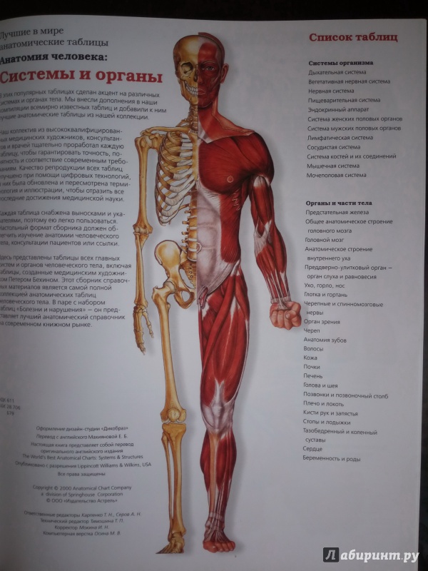 Описание организма человека с фото. Скелет человека анатомия с органами. Атлас по анатомии скелет человека. Анатомия человека атлас внутренних органов. Анатомический атлас скелета человека.
