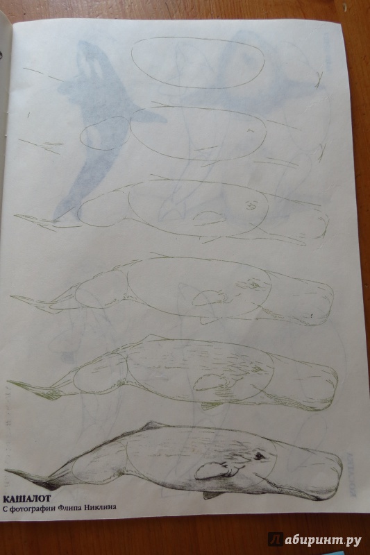 Иллюстрация 6 из 33 для Рисуем 50 акул, китов и других морских животных - Эймис, Бадд | Лабиринт - книги. Источник: Жар птица