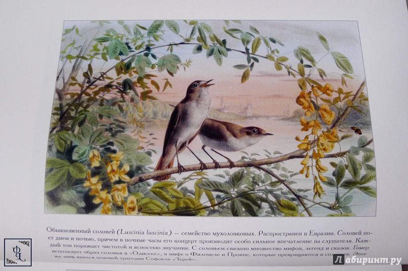 Иллюстрация 7 из 11 для Самые красивые птицы - С. Иванов | Лабиринт - книги. Источник: Литер  Феликс