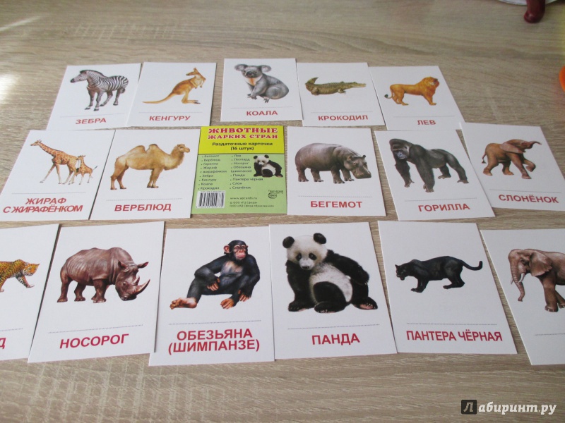 Иллюстрация 3 из 26 для Раздаточные карточки "Животные жарких стран" (63х87 мм) | Лабиринт - книги. Источник: Вероника Руднева