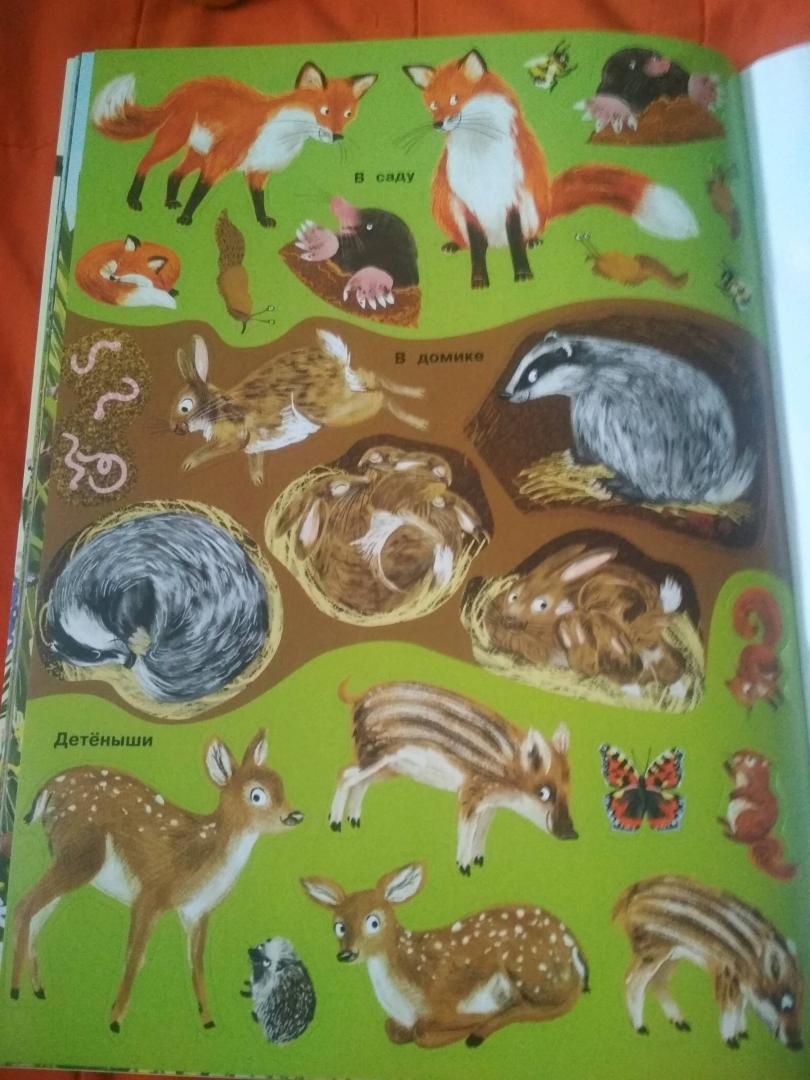 Иллюстрация 35 из 48 для Заяц, ёжик, крот и прочий звериный народ | Лабиринт - книги. Источник: Лабиринт