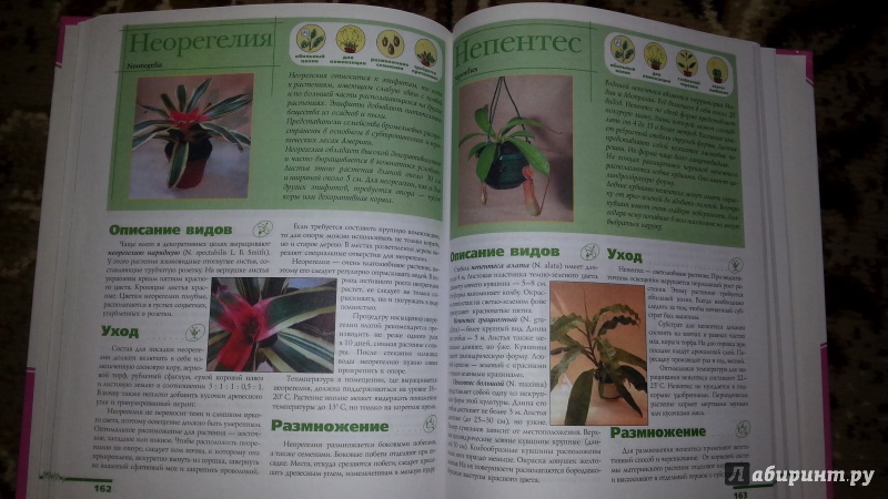 Иллюстрация 6 из 9 для Комнатные растения - Лариса Бурлуцкая | Лабиринт - книги. Источник: Шиндряева  Зоя