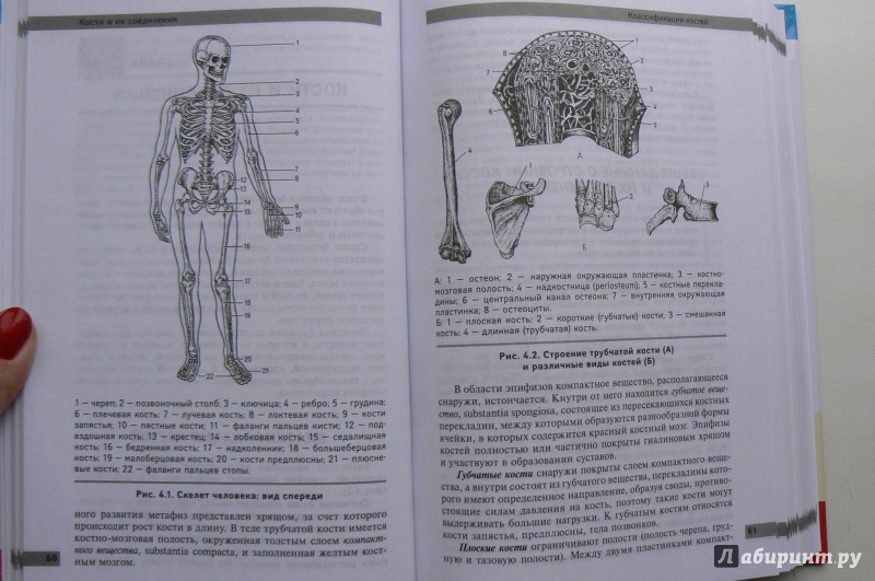 Иллюстрация 27 из 40 для Анатомия и физиология человека. Учебное пособие - Самусев, Сентябрев | Лабиринт - книги. Источник: Марина