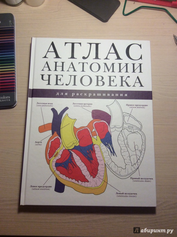 Анатомия книги атласы. Анатомический атлас раскраска Неттера. Атлас человека по анатомии. Человек: атлас.. Анатомия человека атлас раскраска.