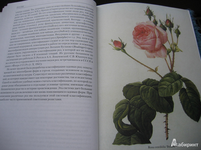 Книга про розового