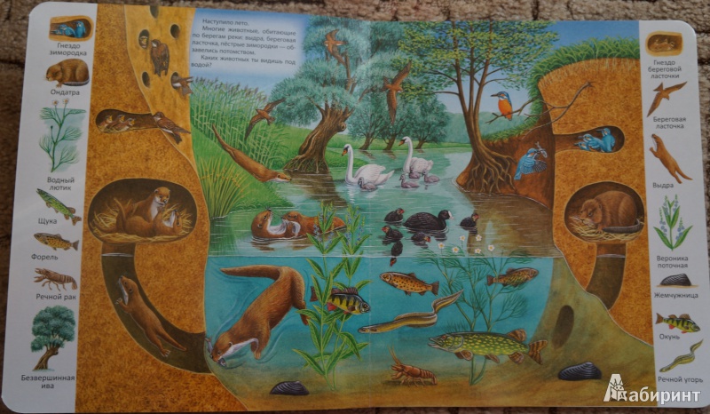 Иллюстрация 7 из 29 для В пруду и у реки | Лабиринт - книги. Источник: Анна-радуга