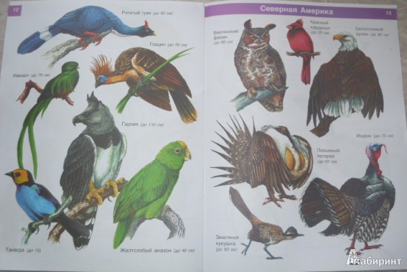 Иллюстрация 16 из 19 для От страуса до колибри. Экзотические птицы - И. Бабенко | Лабиринт - книги. Источник: Iwolga