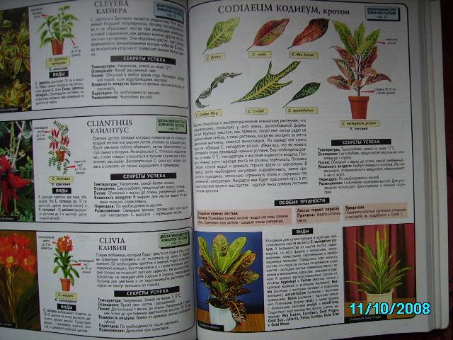 Иллюстрация 5 из 16 для Все о комнатных растениях. Книга вторая - Дэвид Хессайон | Лабиринт - книги. Источник: Звездочка