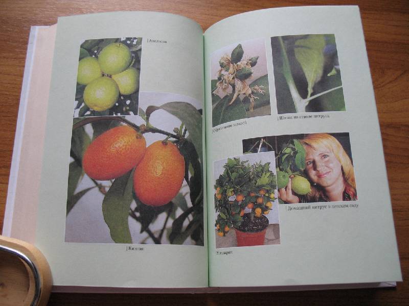 Иллюстрация 8 из 13 для Цитрусовый сад на вашем окне - Венедикт Дадыкин | Лабиринт - книги. Источник: tayana