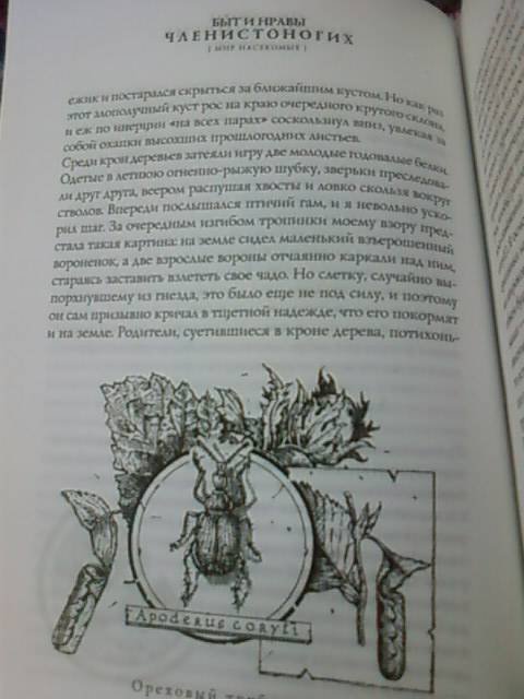 Иллюстрация 15 из 32 для Быт и нравы членистоногих - В. Ползиков | Лабиринт - книги. Источник: lettrice