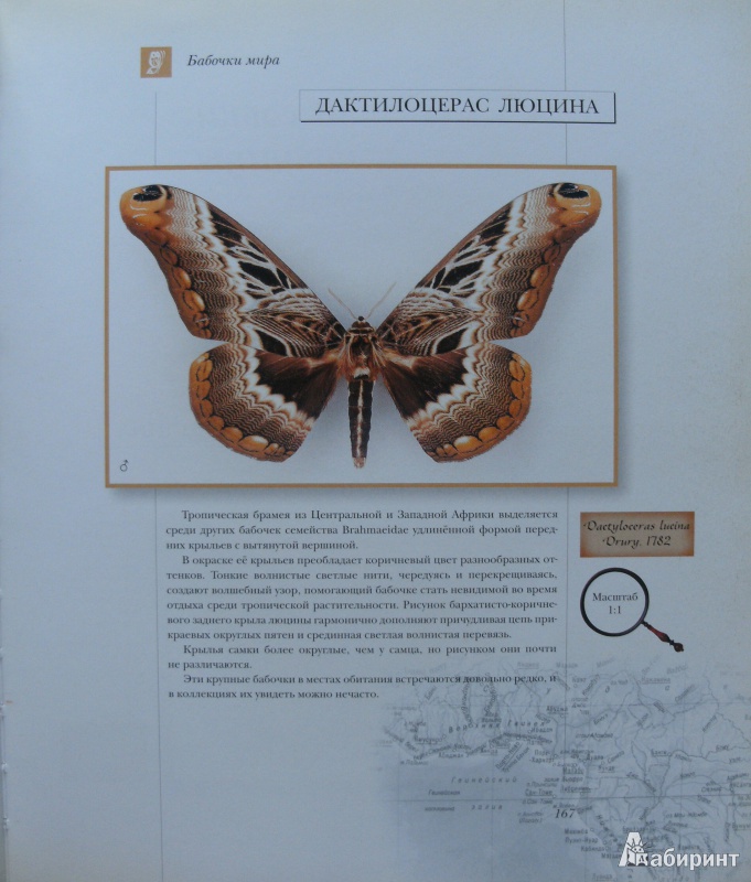 Иллюстрация 21 из 34 для Бабочки мира | Лабиринт - книги. Источник: Комаров Владимир