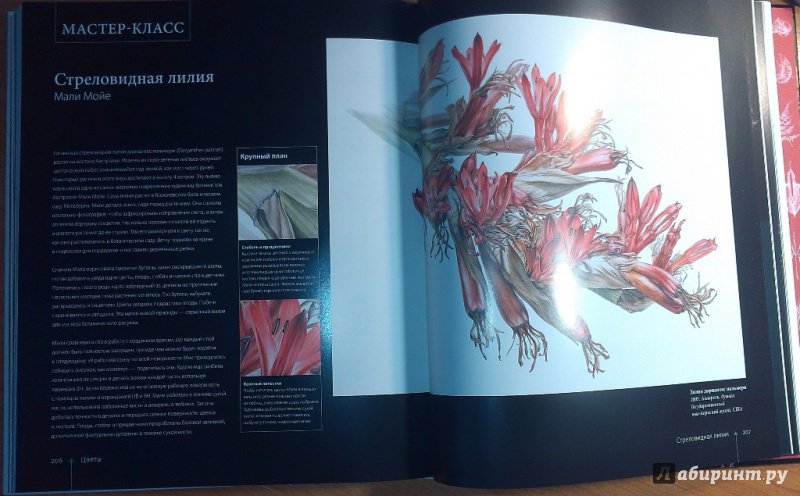 Иллюстрация 23 из 40 для Ботаника для художника. Полное руководство по рисованию растений - Сара Симблет | Лабиринт - книги. Источник: ss0263042