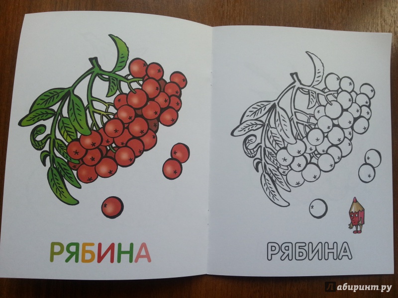 Иллюстрация 19 из 33 для Раскраска для малышей. Ягоды | Лабиринт - книги. Источник: Баскова  Юлия Сергеевна