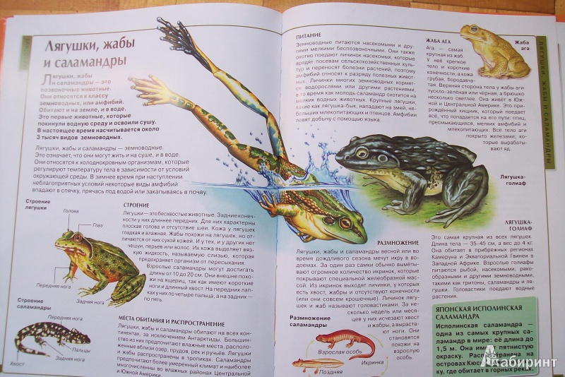 Иллюстрация 10 из 29 для Калейдоскоп знаний. Животные | Лабиринт - книги. Источник: Наташа Кравцова