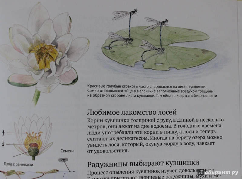 Иллюстрация 46 из 54 для Софи в мире цветов - Стефан Каста | Лабиринт - книги. Источник: Тимошенко  Светлана