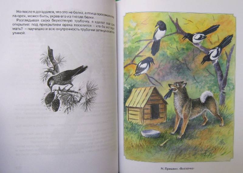 Иллюстрация 7 из 14 для 300 страниц про зверей и птиц | Лабиринт - книги. Источник: Спанч Боб
