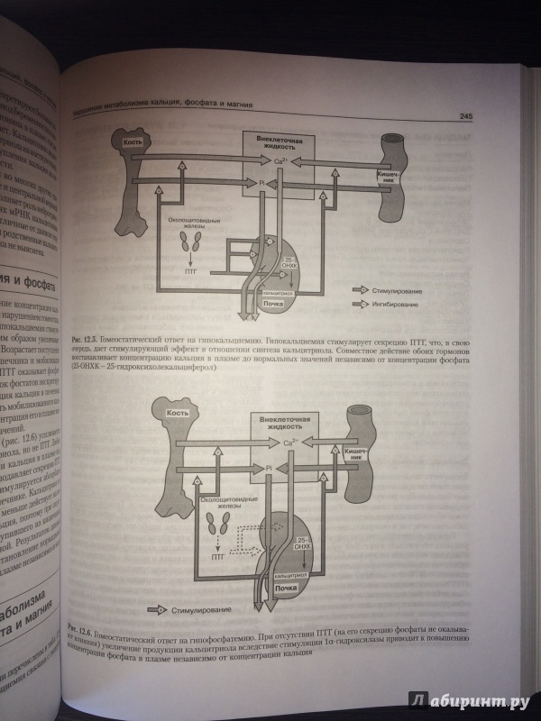 Иллюстрация 7 из 28 для Клиническая биохимия - Маршалл, Бангерт | Лабиринт - книги. Источник: ВраЧиталла
