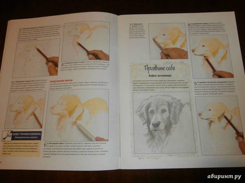 Иллюстрация 4 из 15 для Рисуем собак. Шаг за шагом | Лабиринт - книги. Источник: Tiger.