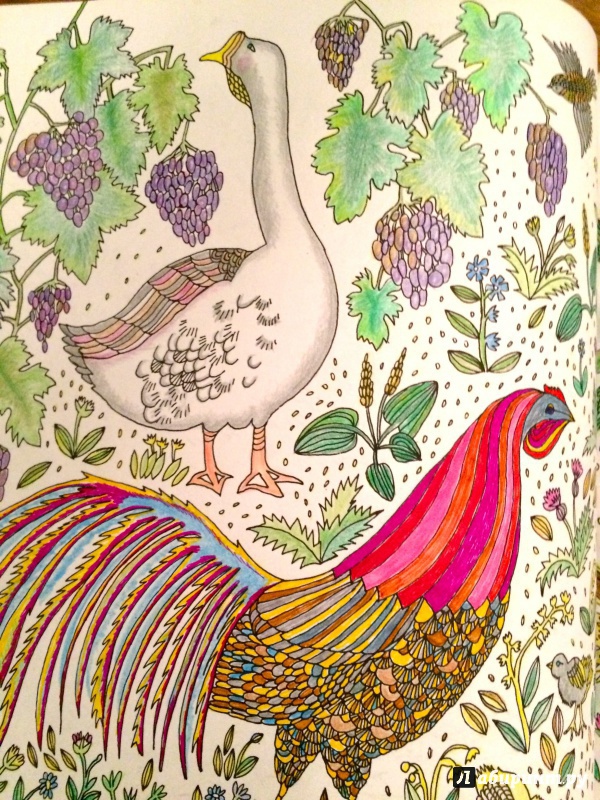 Иллюстрация 15 из 46 для Птицы счастья. Раскрась свой мир и добавь жизни цвета | Лабиринт - книги. Источник: Сташевская  Гита Нонна