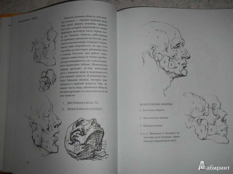 Иллюстрация 5 из 6 для Конструктивная анатомия: руководство по рисованию фигуры человека - Джордж Бриджмен | Лабиринт - книги. Источник: Нетребо  Даниил