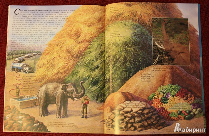 Иллюстрация 9 из 10 для Слоны - Джон Веско | Лабиринт - книги. Источник: КНИЖНОЕ ДЕТСТВО