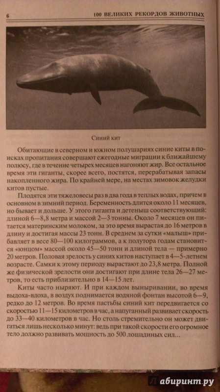 Иллюстрация 9 из 23 для 100 великих рекордов животных - Анатолий Бернацкий | Лабиринт - книги. Источник: Подмосковная панда