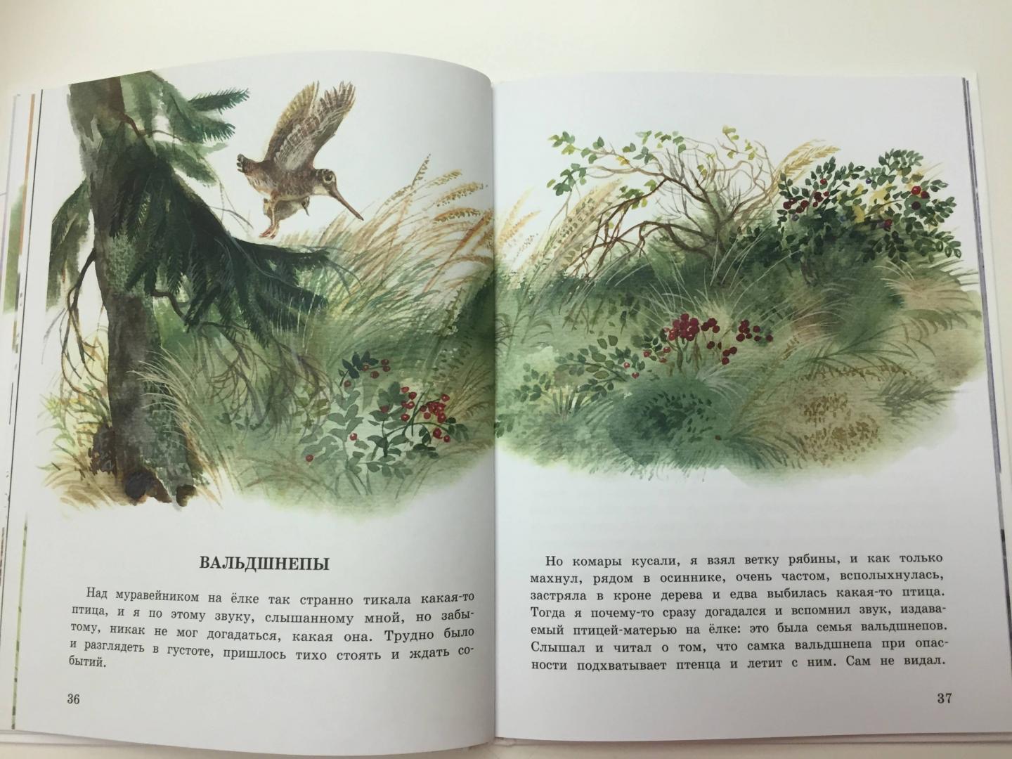 Иллюстрация 25 из 54 для Беличья память - Михаил Пришвин | Лабиринт - книги. Источник: Testesmuti