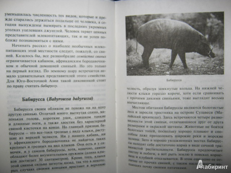 Иллюстрация 8 из 25 для Самые необычные животные - Дмитрий Бердышев | Лабиринт - книги. Источник: Евгения39