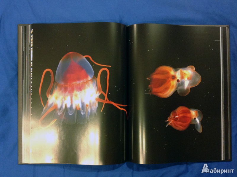 Иллюстрация 24 из 31 для Глубина. Таинственный мир океанских пучин - Клер Нувиан | Лабиринт - книги. Источник: photo_grafo