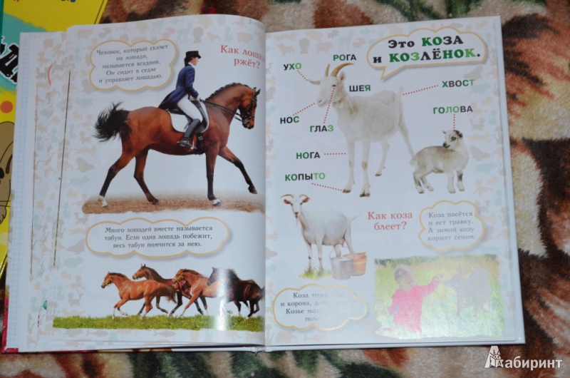 Иллюстрация 9 из 28 для Моя первая книга о животных - Лена Данилова | Лабиринт - книги. Источник: Moonlight2
