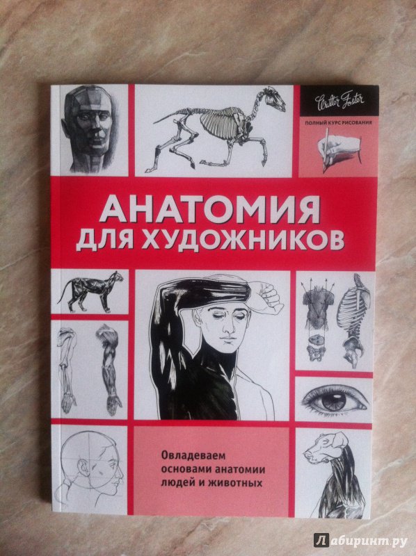 Иллюстрация 17 из 27 для Анатомия для художников - Голдман, Фостер, Пауэлл | Лабиринт - книги. Источник: Лабиринт