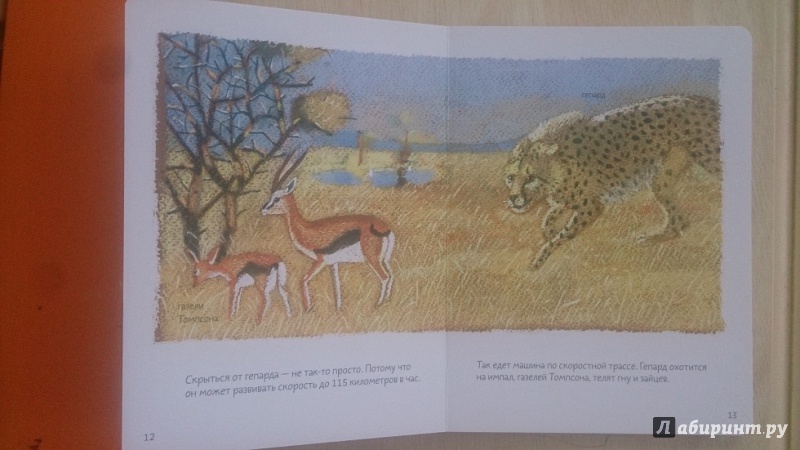 Иллюстрация 8 из 93 для Африканская саванна - Анна Веркина | Лабиринт - книги. Источник: Аскина  Юлия