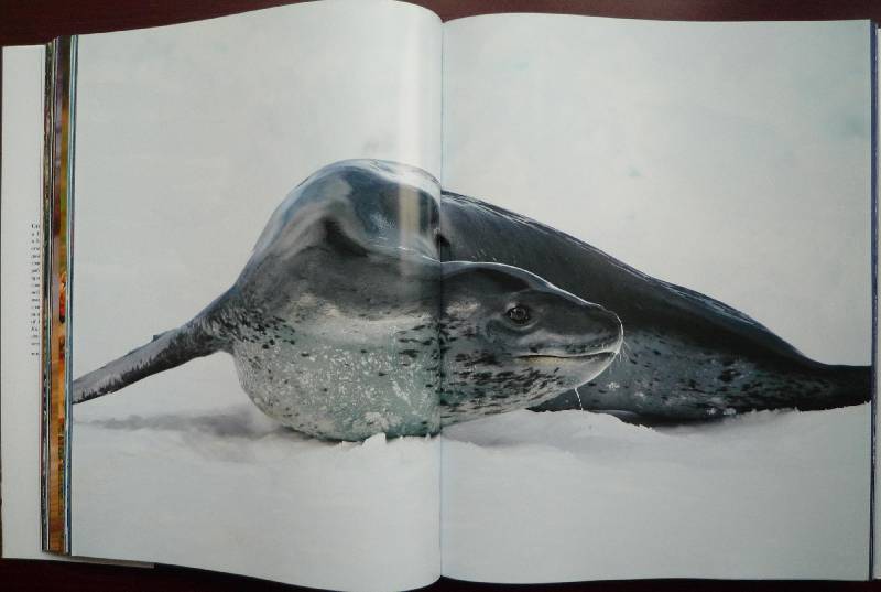 Иллюстрация 38 из 64 для Животные. Живая природа глазами фотографа - Стив Блум | Лабиринт - книги. Источник: Igra