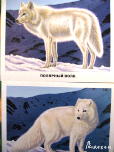 Иллюстрация 5 из 11 для Животные Арктики и Антарктики (16 карточек) | Лабиринт - игрушки. Источник: harmony