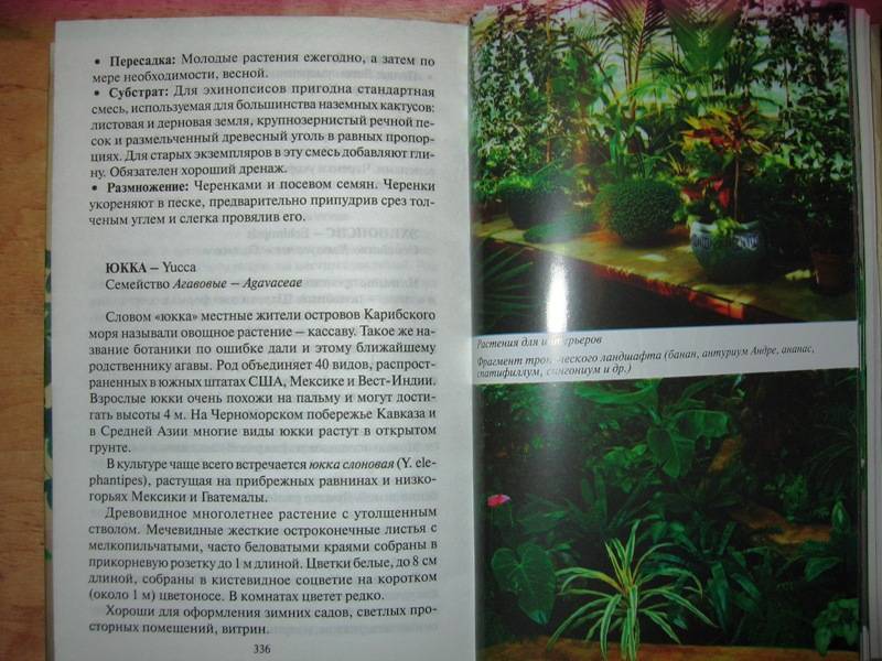 Иллюстрация 7 из 11 для Все о комнатных растениях - Борис Головкин | Лабиринт - книги. Источник: -=  Елена =-