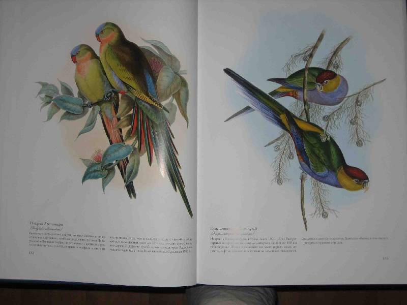 Иллюстрация 48 из 51 для Птицы Австралии (в футляре) - Джон Гульд | Лабиринт - книги. Источник: Трухина Ирина