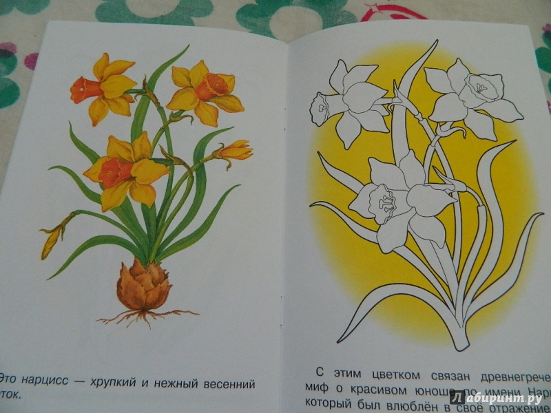 Иллюстрация 33 из 33 для Раскраска "Садовые цветы" | Лабиринт - книги. Источник: Nnatalek
