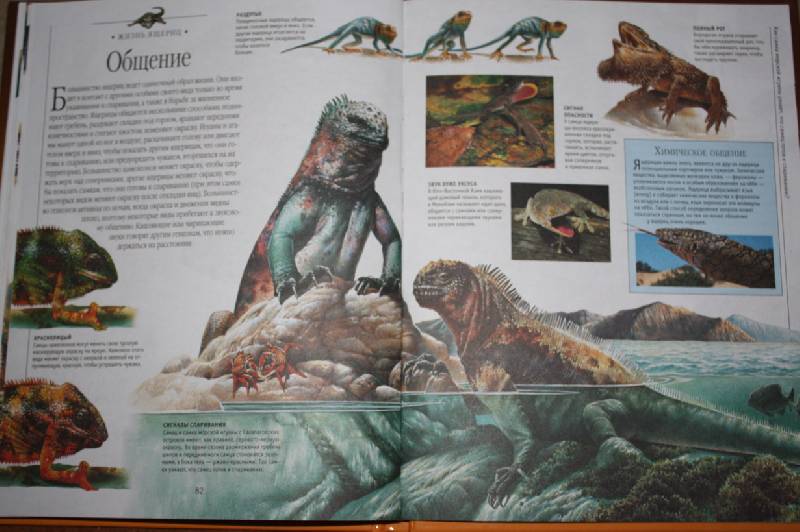Иллюстрация 21 из 45 для Динозавры и рептилии | Лабиринт - книги. Источник: Шелковица