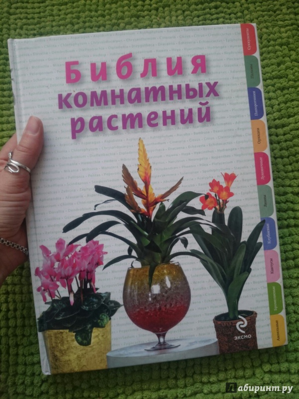 Иллюстрация 2 из 10 для Библия комнатных растений - Ирина Березкина | Лабиринт - книги. Источник: RainbowMama