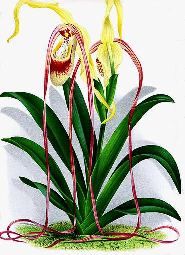 Иллюстрация 37 из 38 для Орхидеи. Линдения - иконография орхидей | Лабиринт - книги. Источник: Panterra