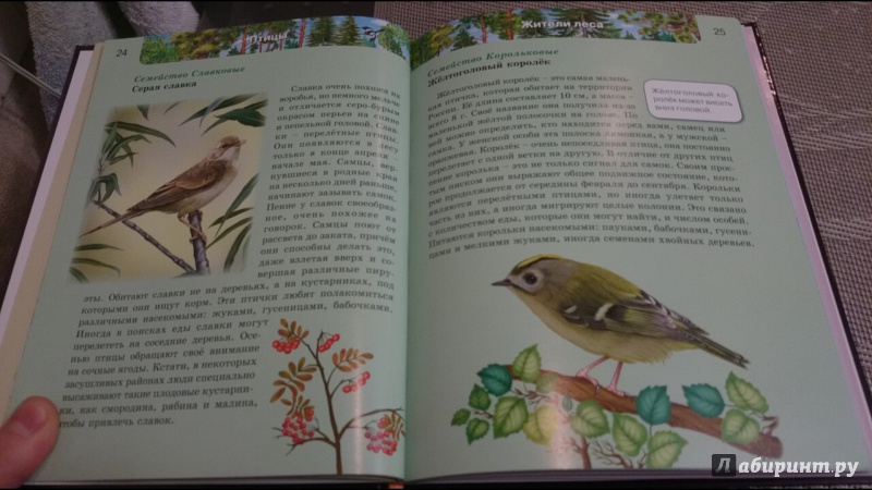 Иллюстрация 28 из 61 для Птицы | Лабиринт - книги. Источник: anka46
