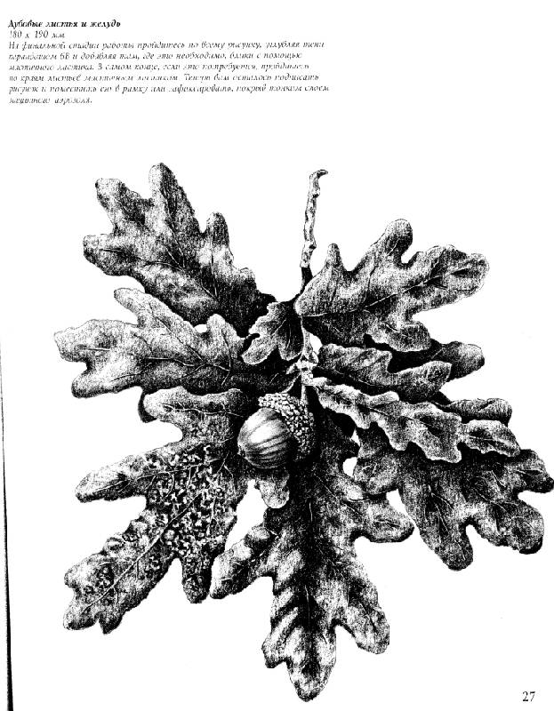 Иллюстрация 3 из 3 для Рисуем деревья - Денис Джон-Нейлор | Лабиринт - книги. Источник: ТТ