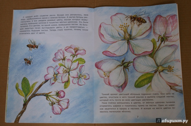 Иллюстрация 6 из 27 для Молодая яблонька - Лариса Тарасенко | Лабиринт - книги. Источник: ShipоvniK