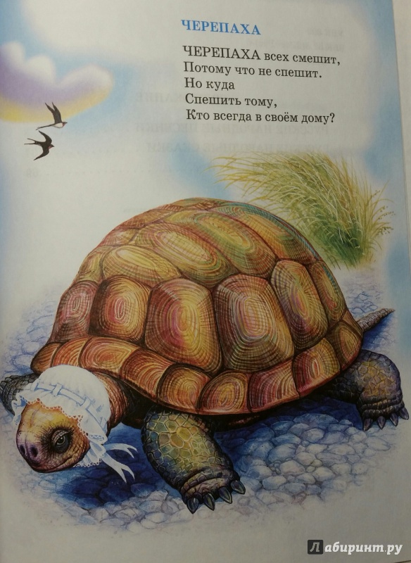Стих про черепаху