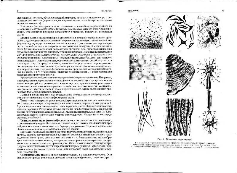 Иллюстрация 3 из 11 для Нормальная анатомия человека. В 2 томах. Том 1 - Иван Гайворонский | Лабиринт - книги. Источник: Юта