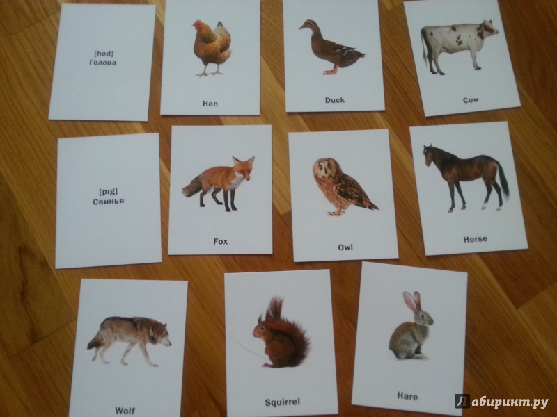 Иллюстрация 4 из 21 для Набор карточек № 1 "Учу английские слова" (70 развивающих карточек) | Лабиринт - игрушки. Источник: Янта