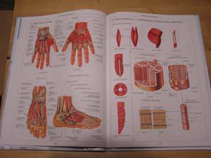 Иллюстрация 40 из 58 для Атлас анатомии человека | Лабиринт - книги. Источник: Болдырева  Мария -