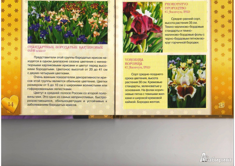 Иллюстрация 7 из 15 для Ирисы. Золотая коллекция цветов | Лабиринт - книги. Источник: Морозова  Светлана Леонидовна